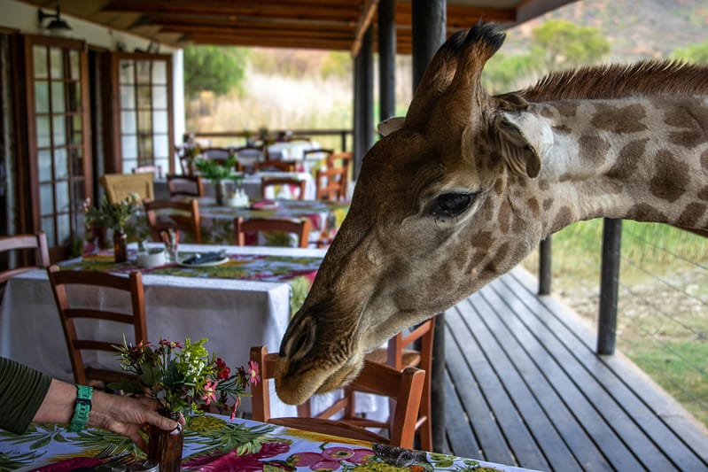 Close-up of a giraffe exploring an outdoor dining table setup on a safari lodge deck in Kenya.